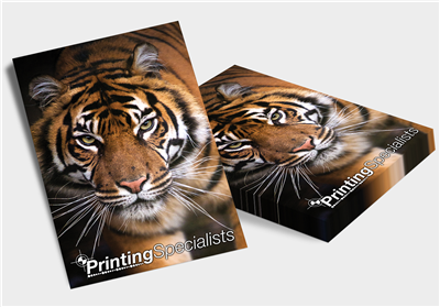 8" x 10" Prints